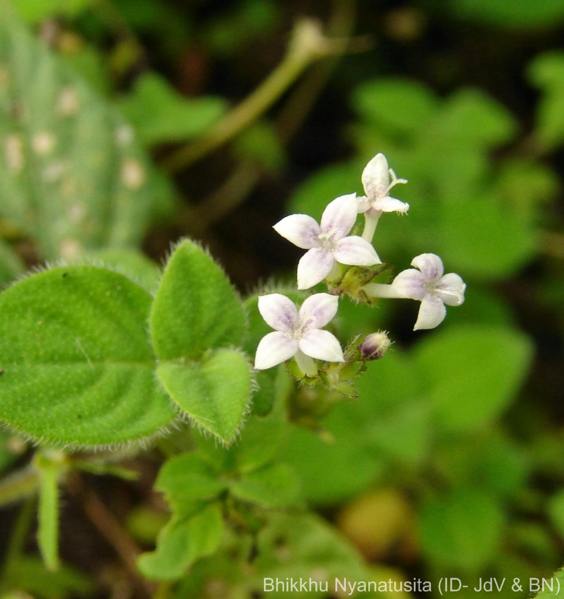 Neanotis monosperma (Wight & Arn.) W.H.Lewis